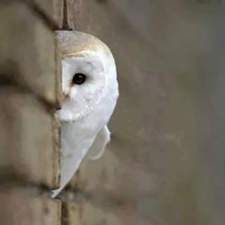 笑ってる動物怒ってる動物画像を交互に貼る
