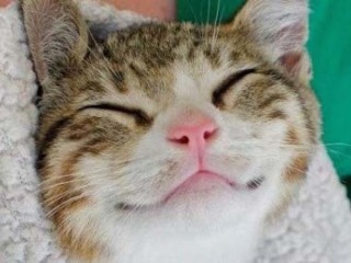 笑ってる動物怒ってる動物画像を交互に貼る