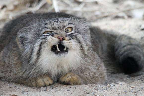 笑ってる動物怒ってる動物画像を交互に貼る