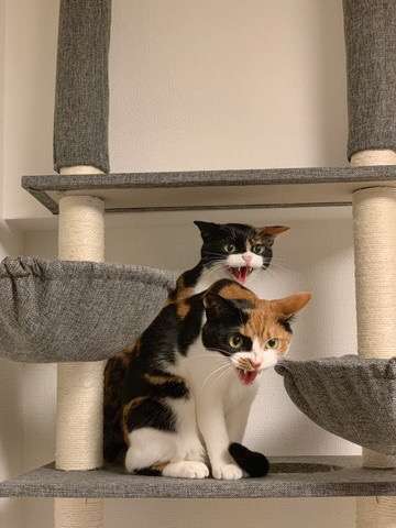 笑ってる動物怒ってる動物画像を交互に貼る