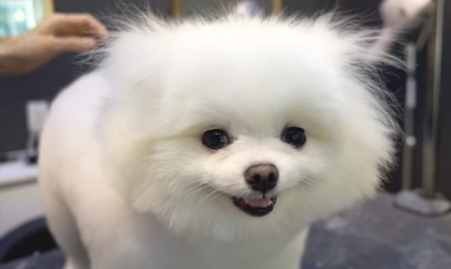 笑ってる動物怒ってる動物画像を交互に貼る