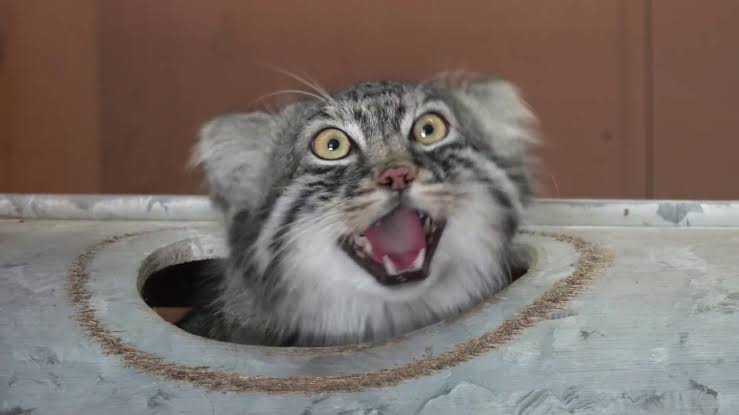 笑ってる動物怒ってる動物画像を交互に貼る