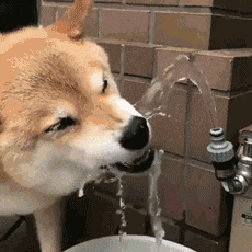 笑ってる動物怒ってる動物画像を交互に貼る