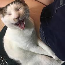 笑ってる動物怒ってる動物画像を交互に貼る