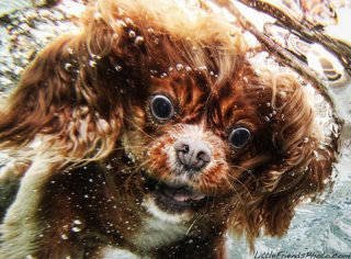 笑ってる動物怒ってる動物画像を交互に貼る