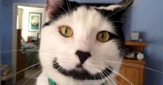 笑ってる動物怒ってる動物画像を交互に貼る