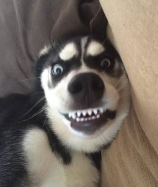 笑ってる動物怒ってる動物画像を交互に貼る