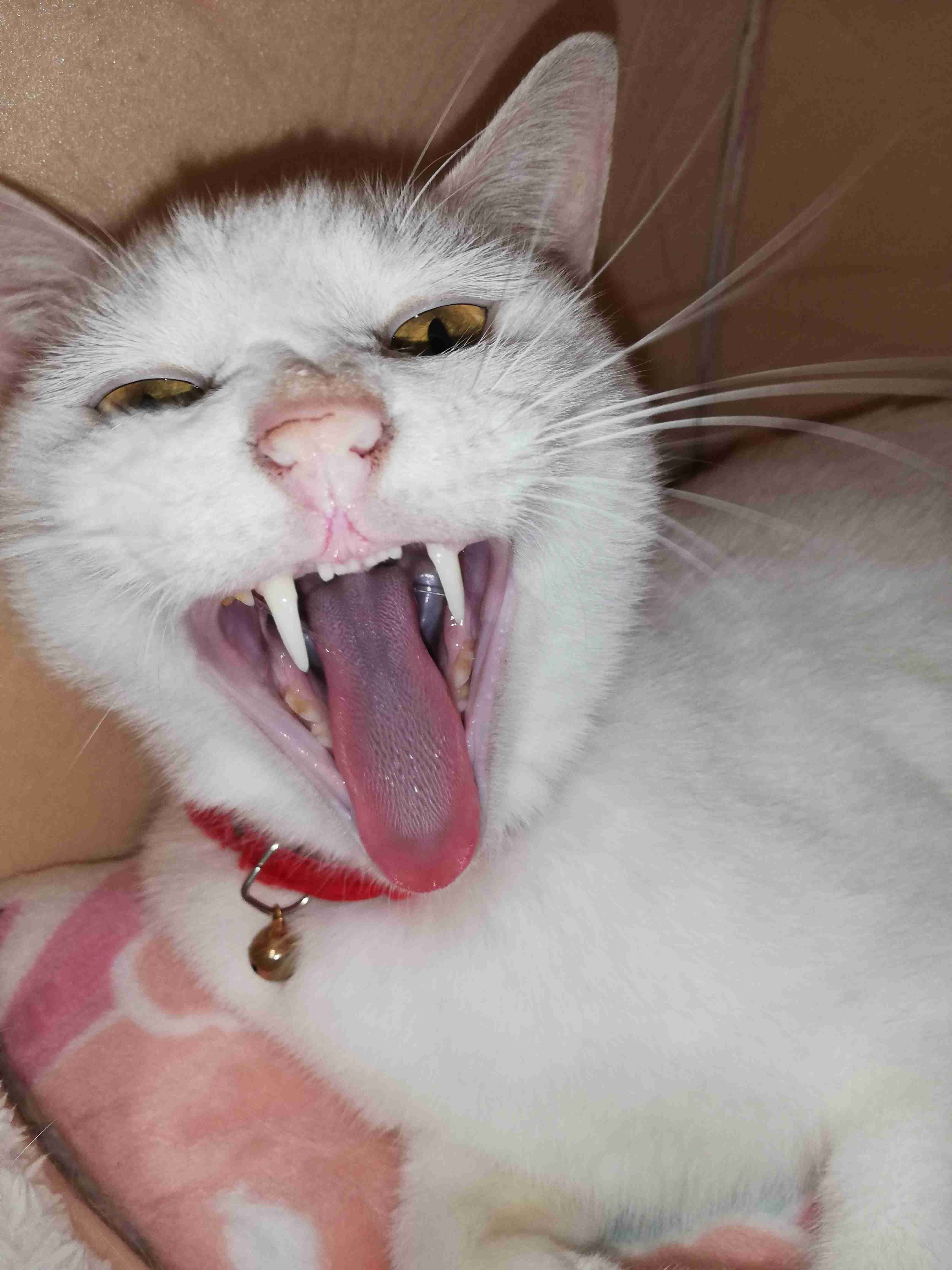 笑ってる動物怒ってる動物画像を交互に貼る