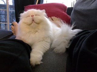 笑ってる動物怒ってる動物画像を交互に貼る