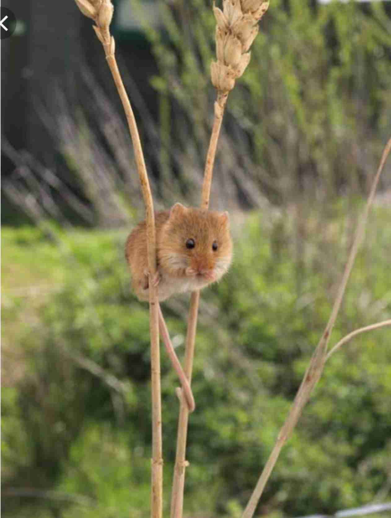 笑ってる動物怒ってる動物画像を交互に貼る