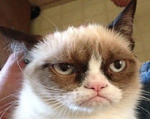笑ってる動物怒ってる動物画像を交互に貼る