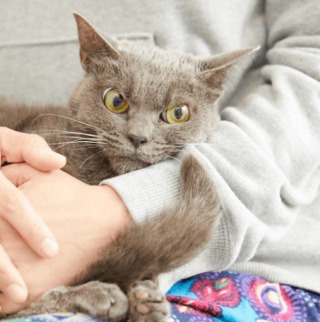 笑ってる動物怒ってる動物画像を交互に貼る