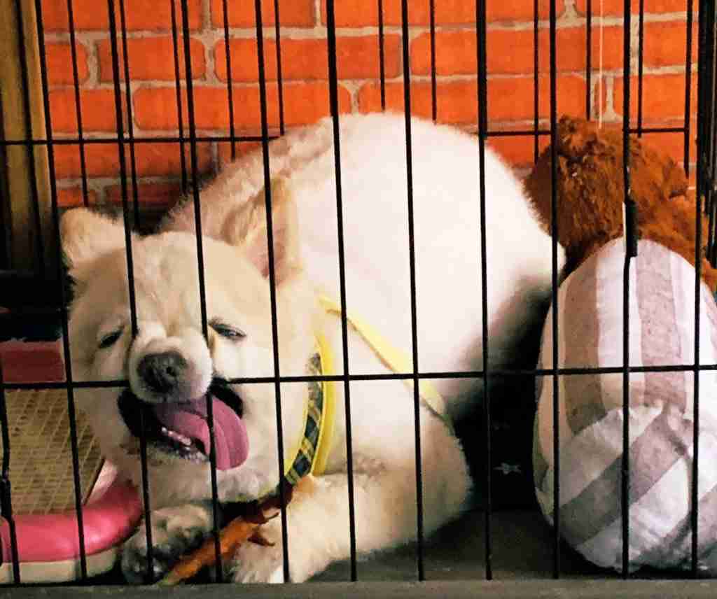 笑ってる動物怒ってる動物画像を交互に貼る