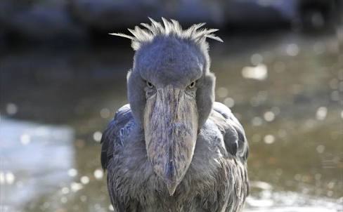 笑ってる動物怒ってる動物画像を交互に貼る