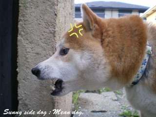 笑ってる動物怒ってる動物画像を交互に貼る