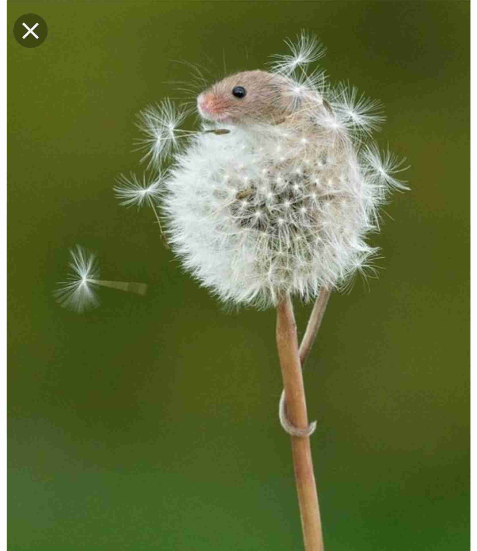 笑ってる動物怒ってる動物画像を交互に貼る