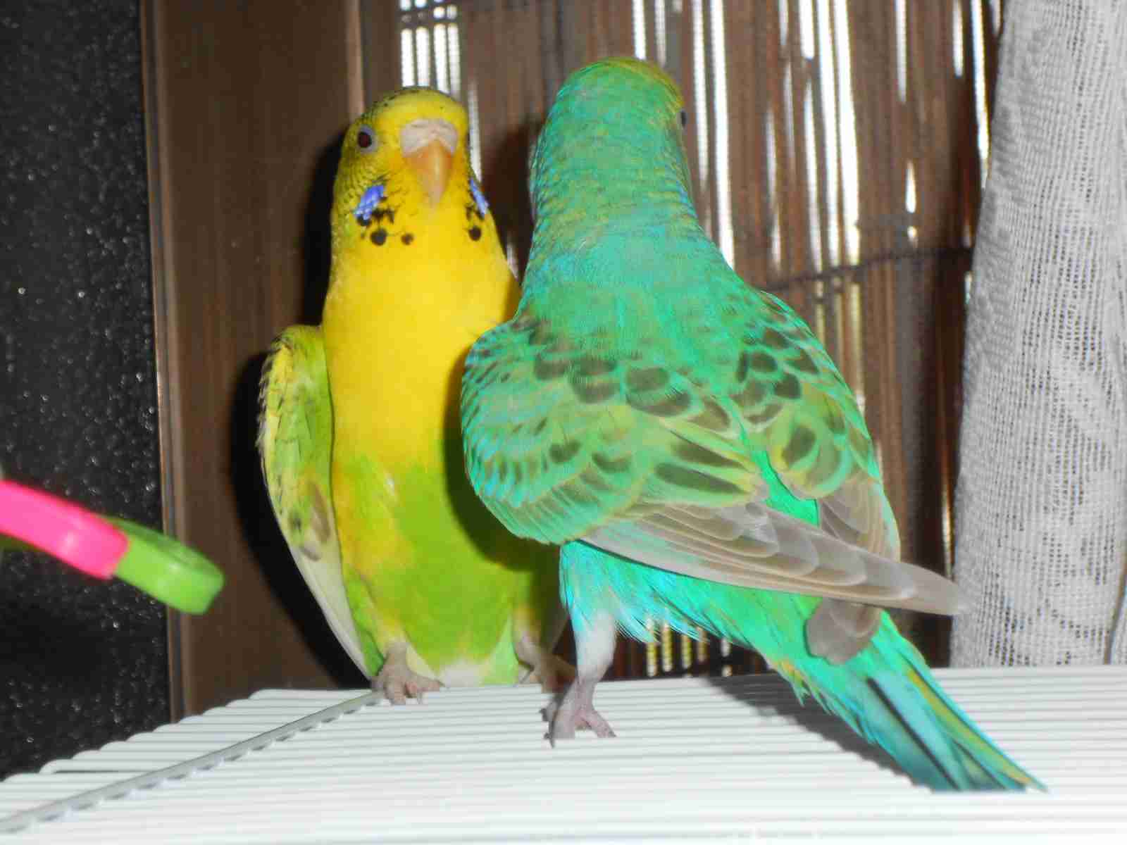 笑ってる動物怒ってる動物画像を交互に貼る