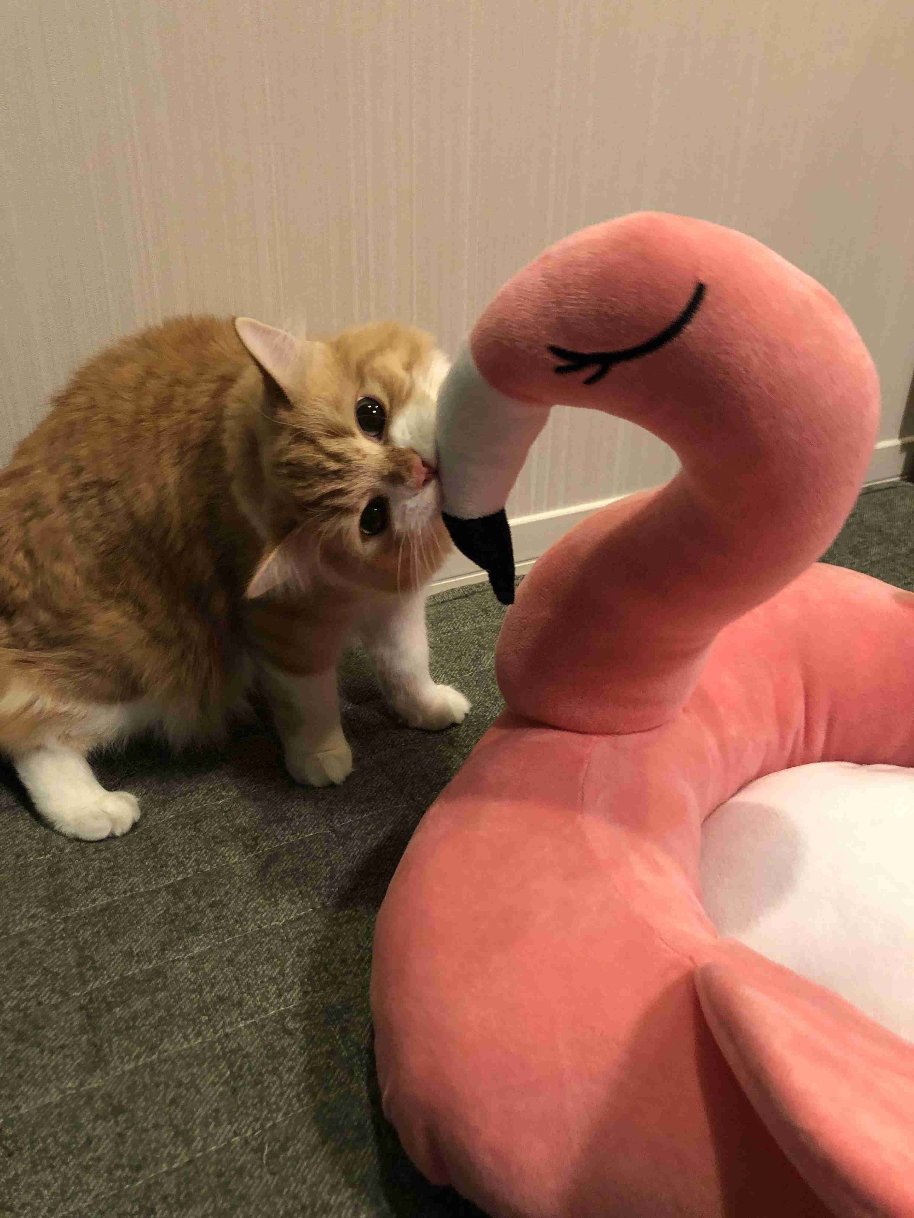 笑ってる動物怒ってる動物画像を交互に貼る