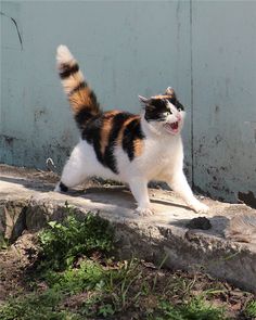 笑ってる動物怒ってる動物画像を交互に貼る