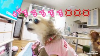 笑ってる動物怒ってる動物画像を交互に貼る