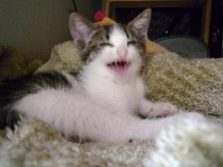 笑ってる動物怒ってる動物画像を交互に貼る