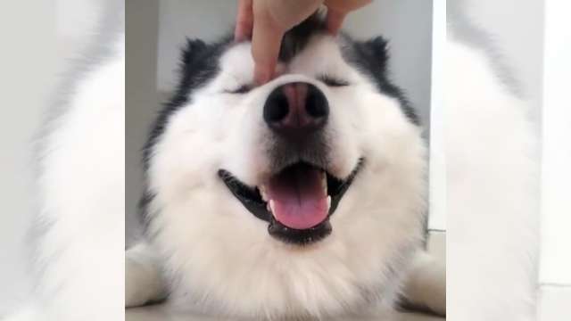笑ってる動物怒ってる動物画像を交互に貼る