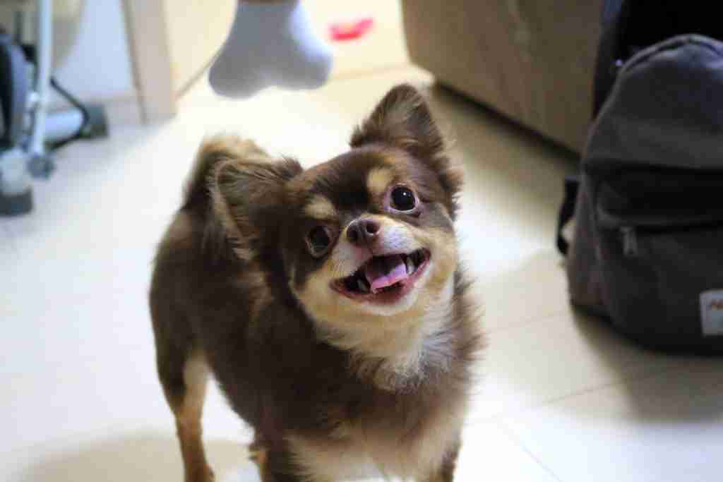 笑ってる動物怒ってる動物画像を交互に貼る