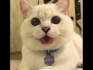 笑ってる動物怒ってる動物画像を交互に貼る