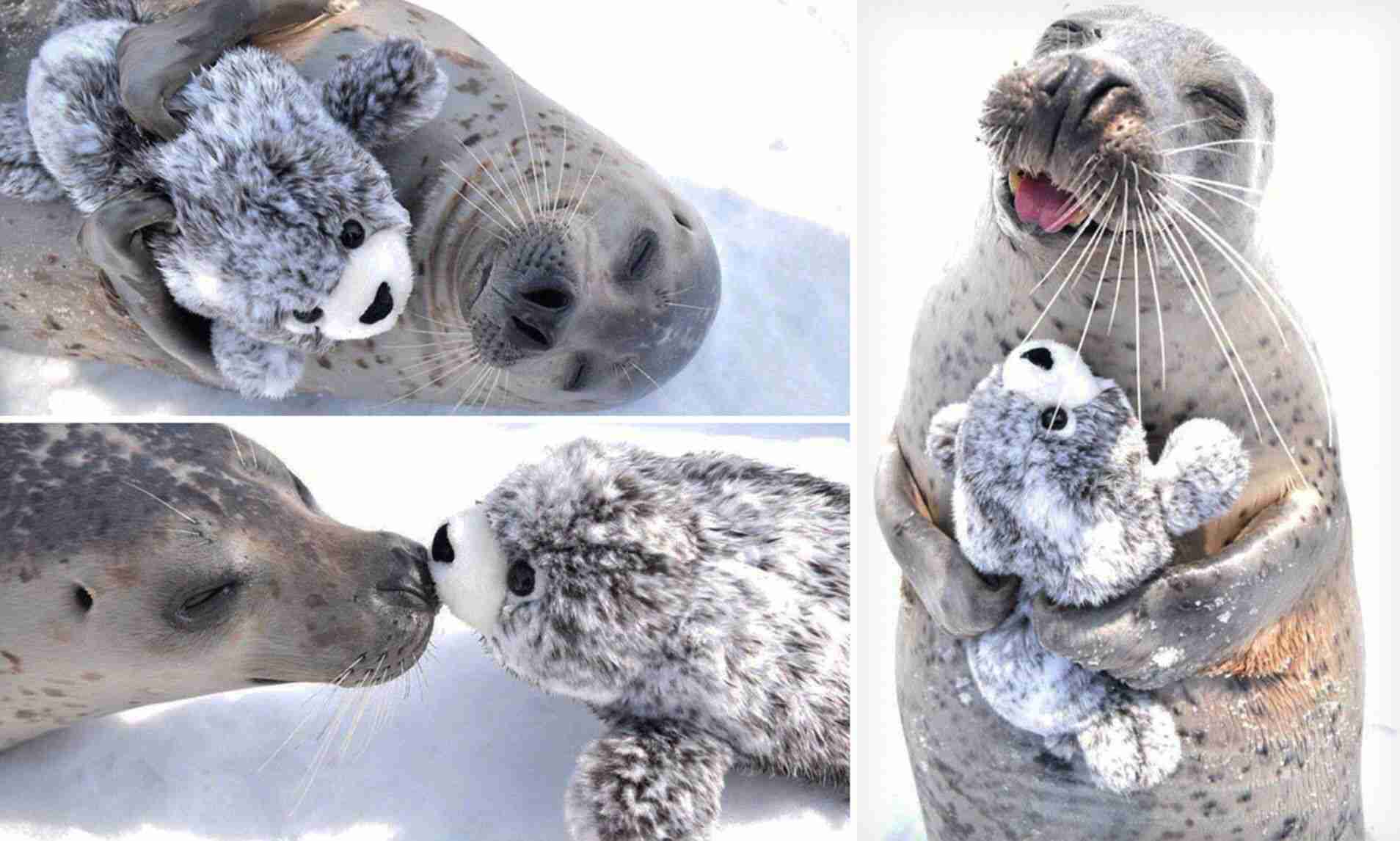 笑ってる動物怒ってる動物画像を交互に貼る