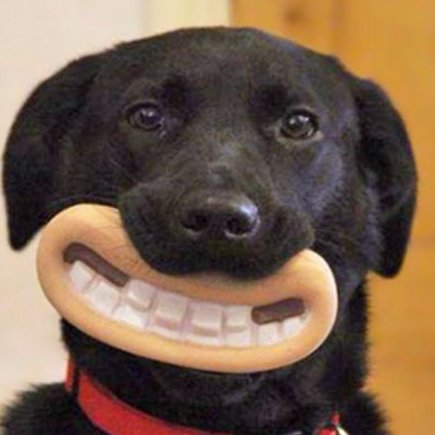 笑ってる動物怒ってる動物画像を交互に貼る