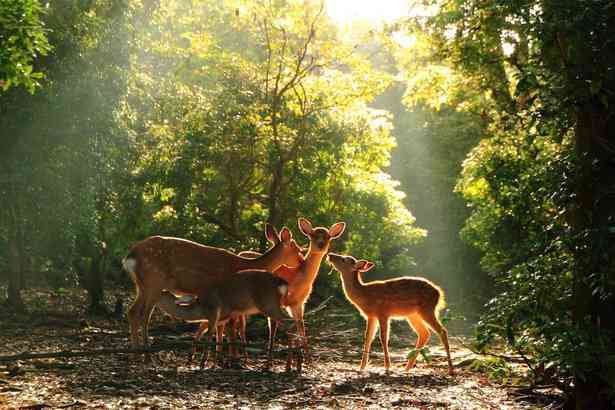 花や動物と一緒に写ってる芸能人写真