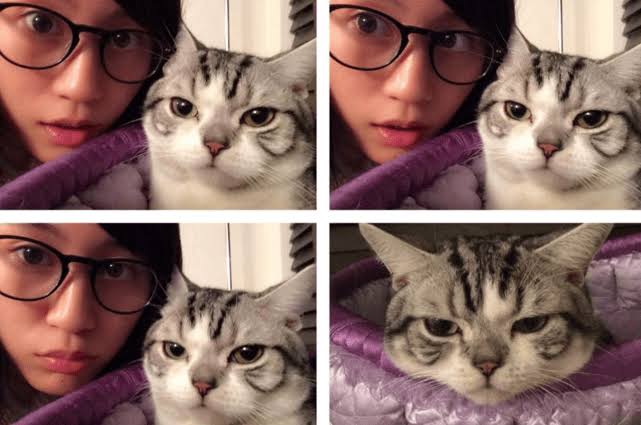 花や動物と一緒に写ってる芸能人写真