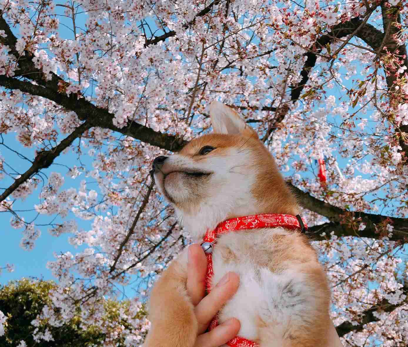 花や動物と一緒に写ってる芸能人写真