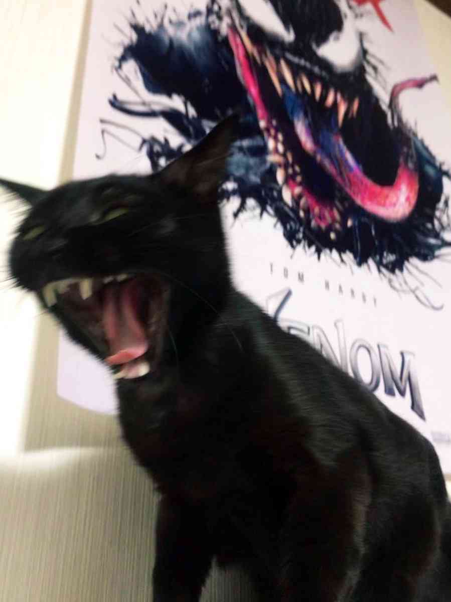 心霊写真風の猫画像ください