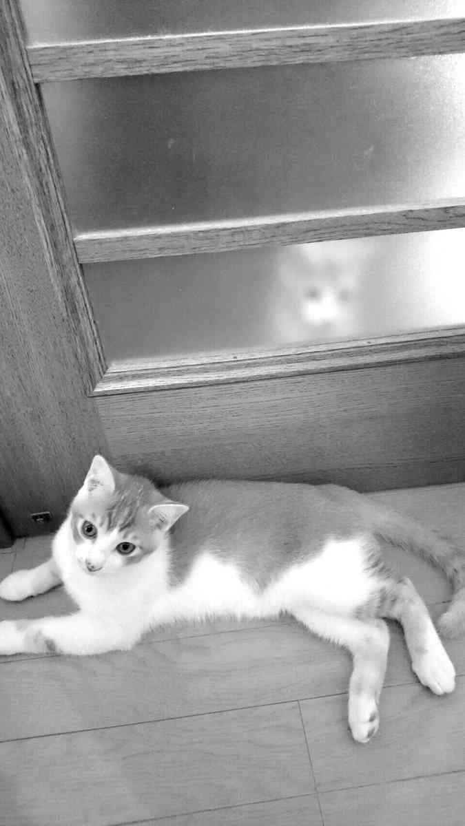 心霊写真風の猫画像ください