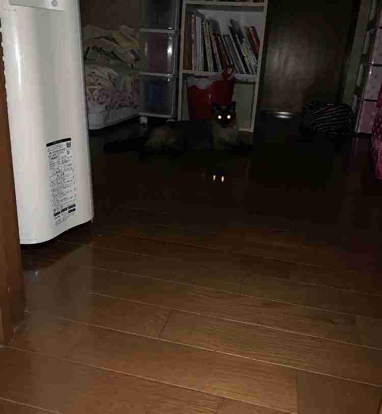 心霊写真風の猫画像ください