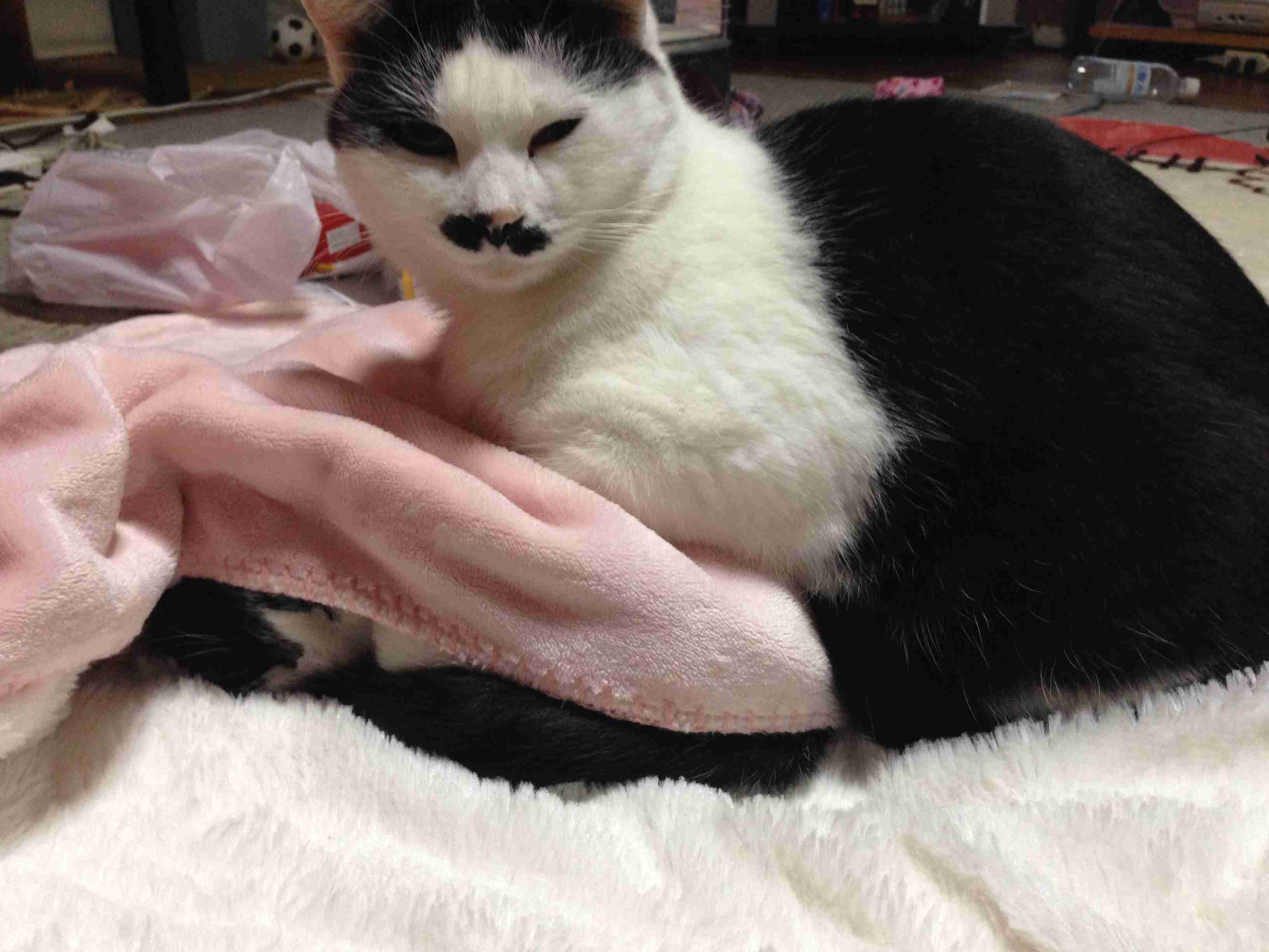 心霊写真風の猫画像ください