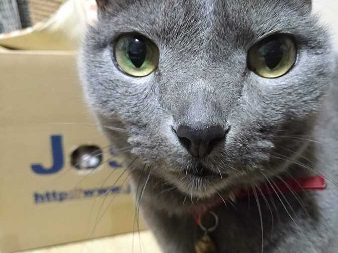 心霊写真風の猫画像ください