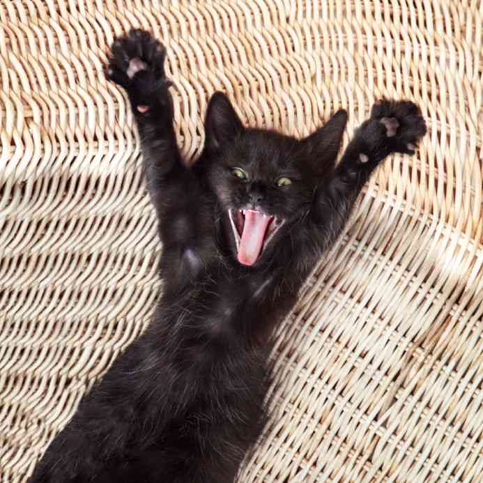 心霊写真風の猫画像ください