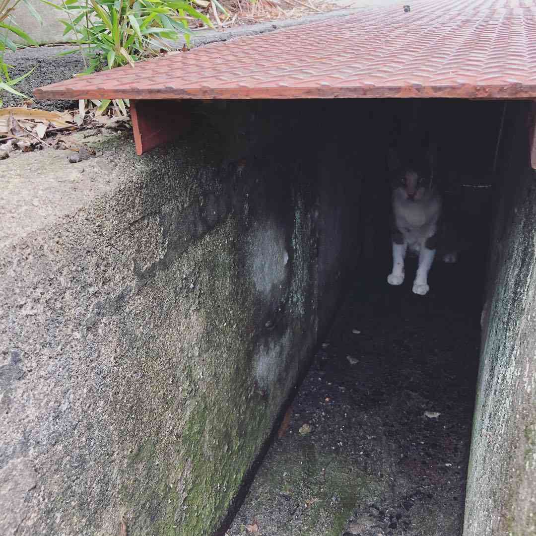 心霊写真風の猫画像ください