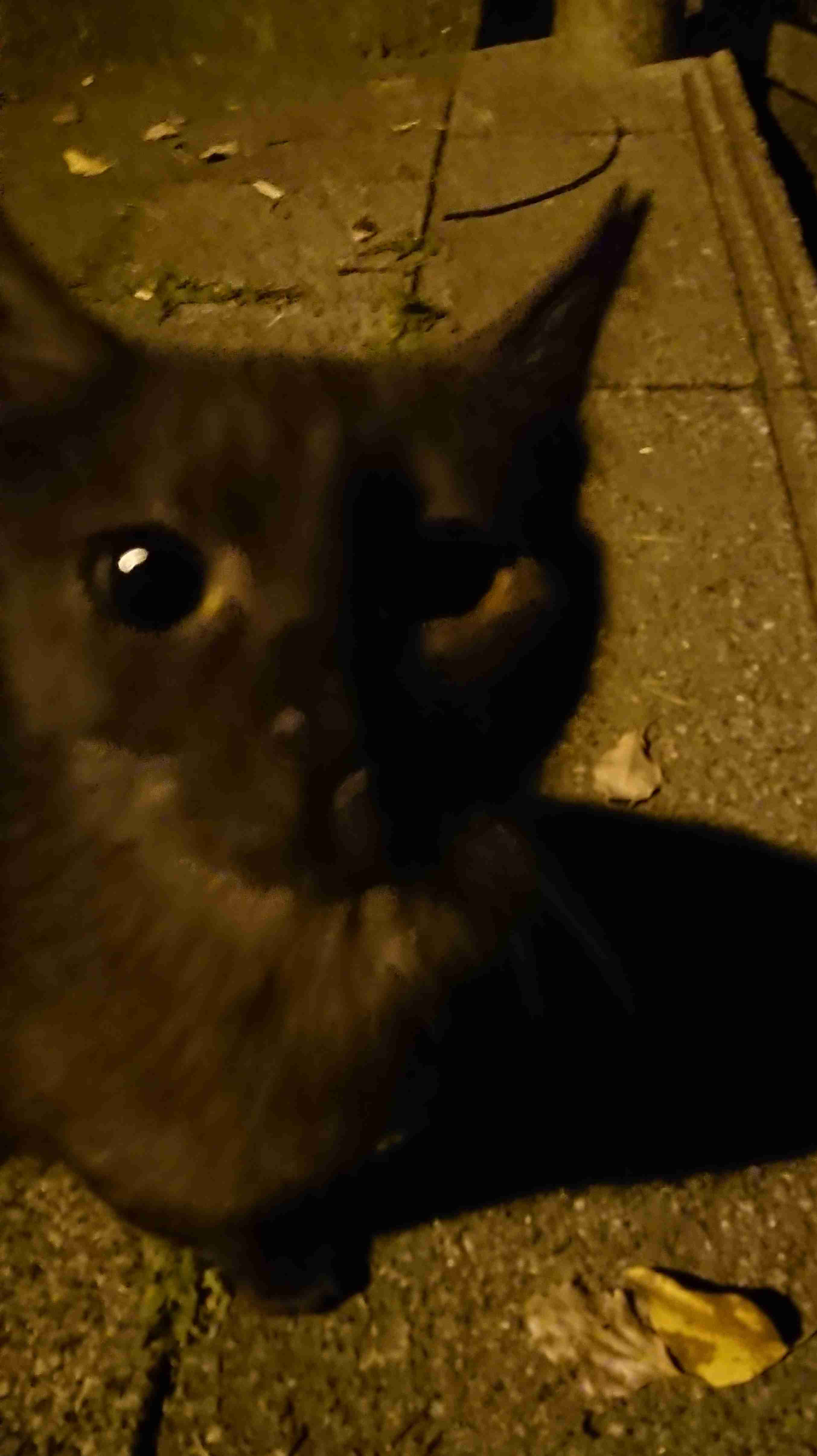 心霊写真風の猫画像ください