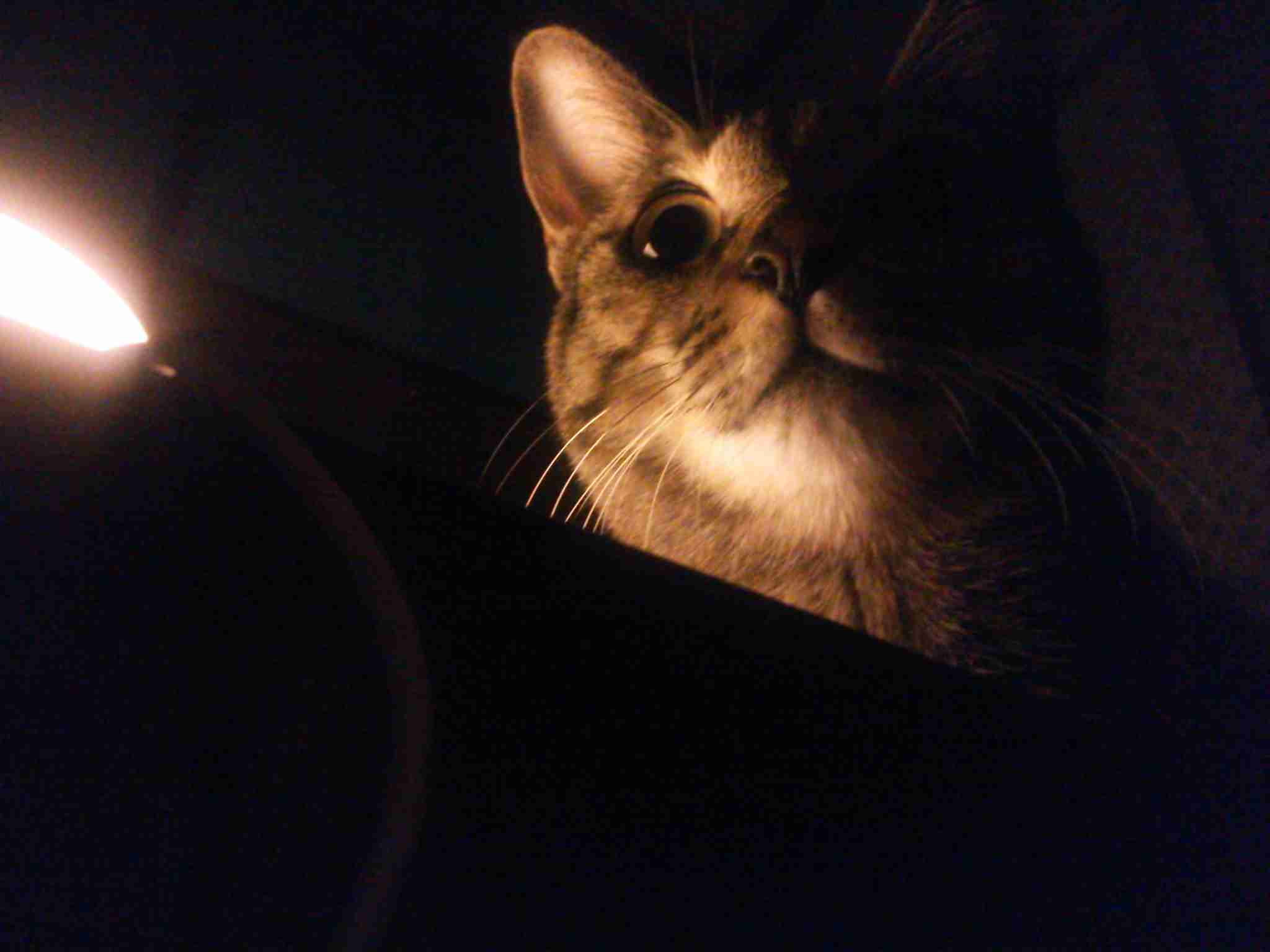 心霊写真風の猫画像ください