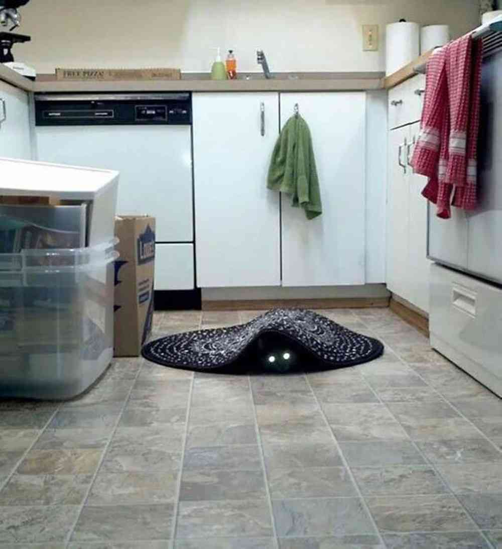 心霊写真風の猫画像ください