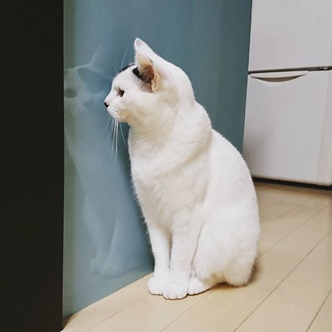 心霊写真風の猫画像ください