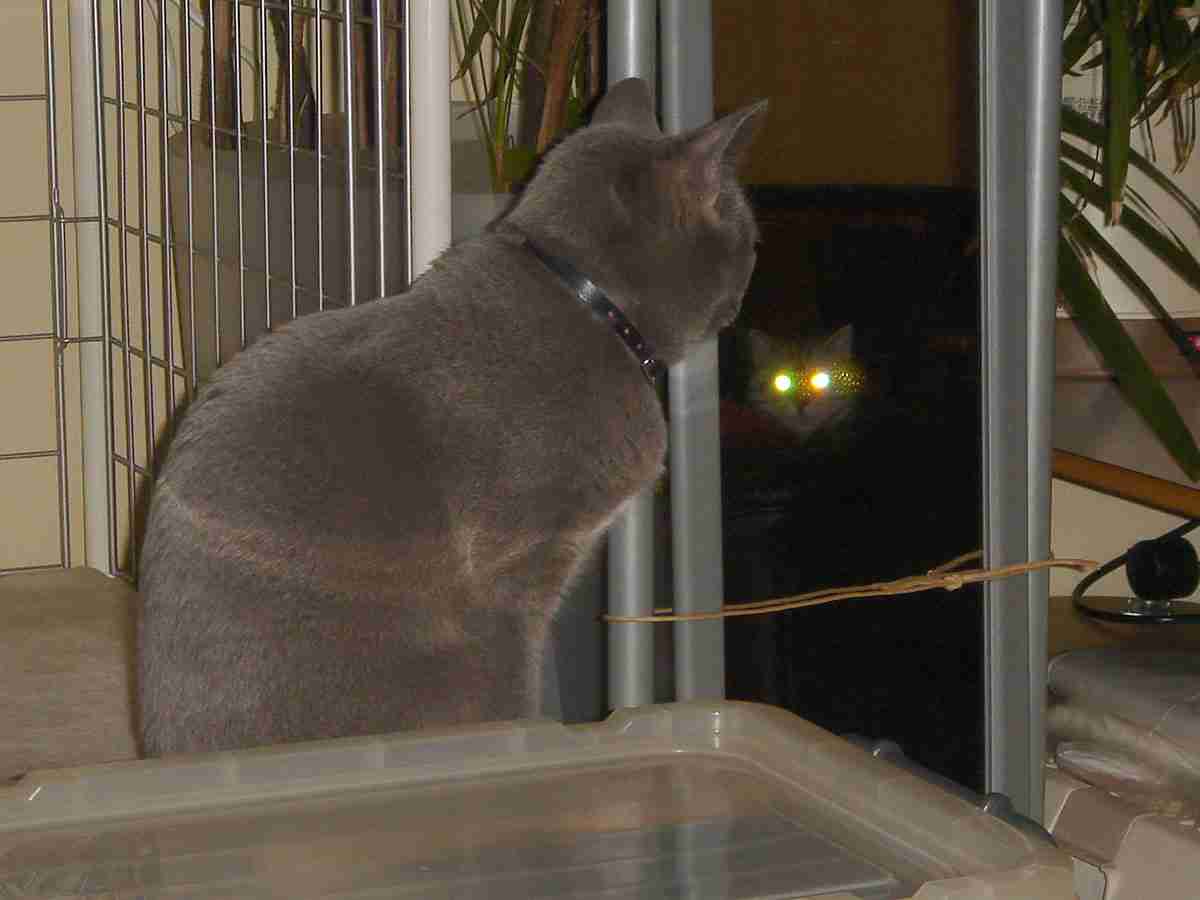 心霊写真風の猫画像ください