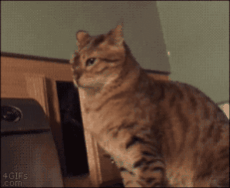 心霊写真風の猫画像ください