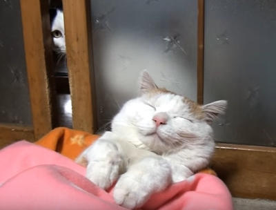 心霊写真風の猫画像ください
