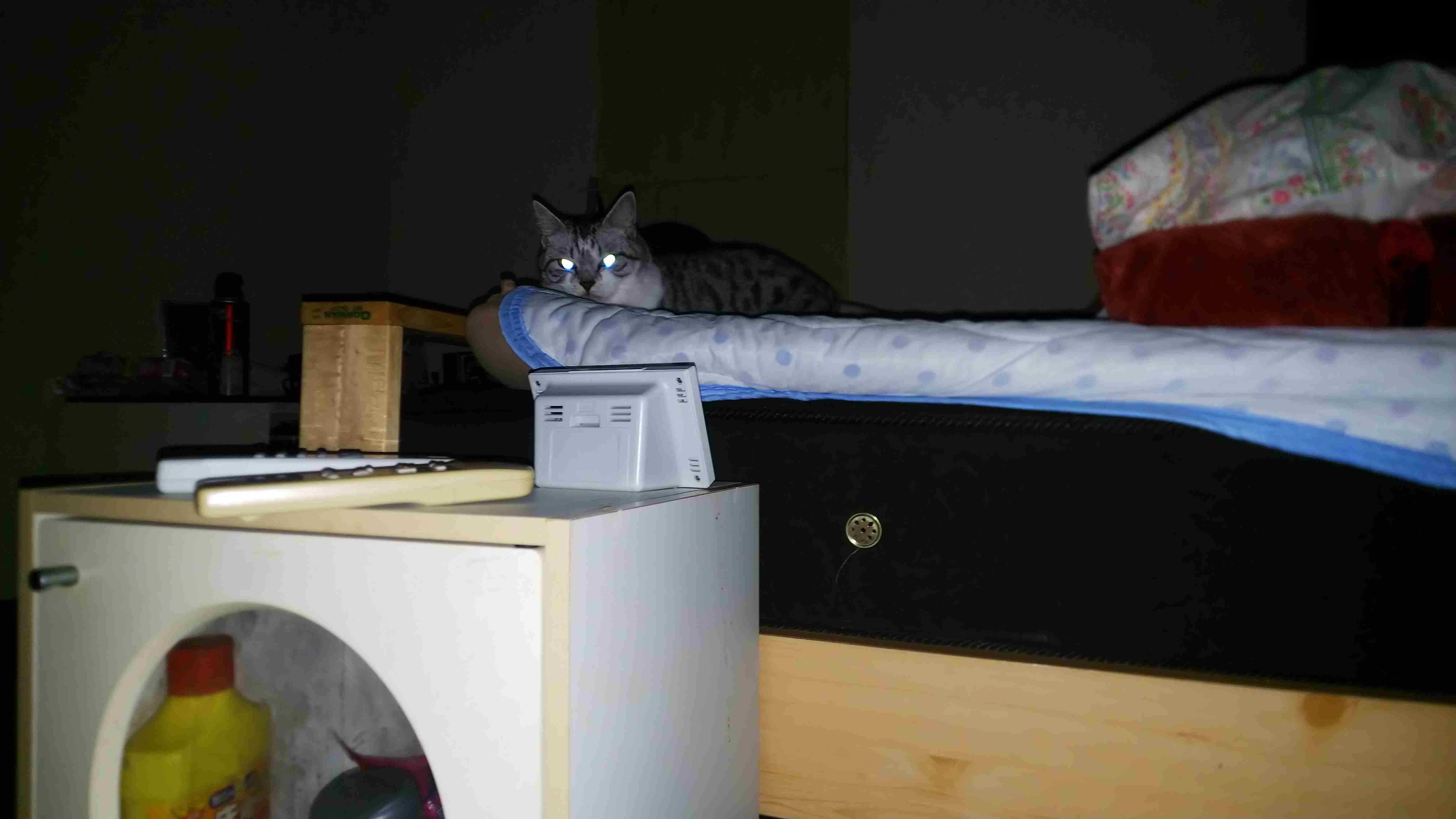 心霊写真風の猫画像ください