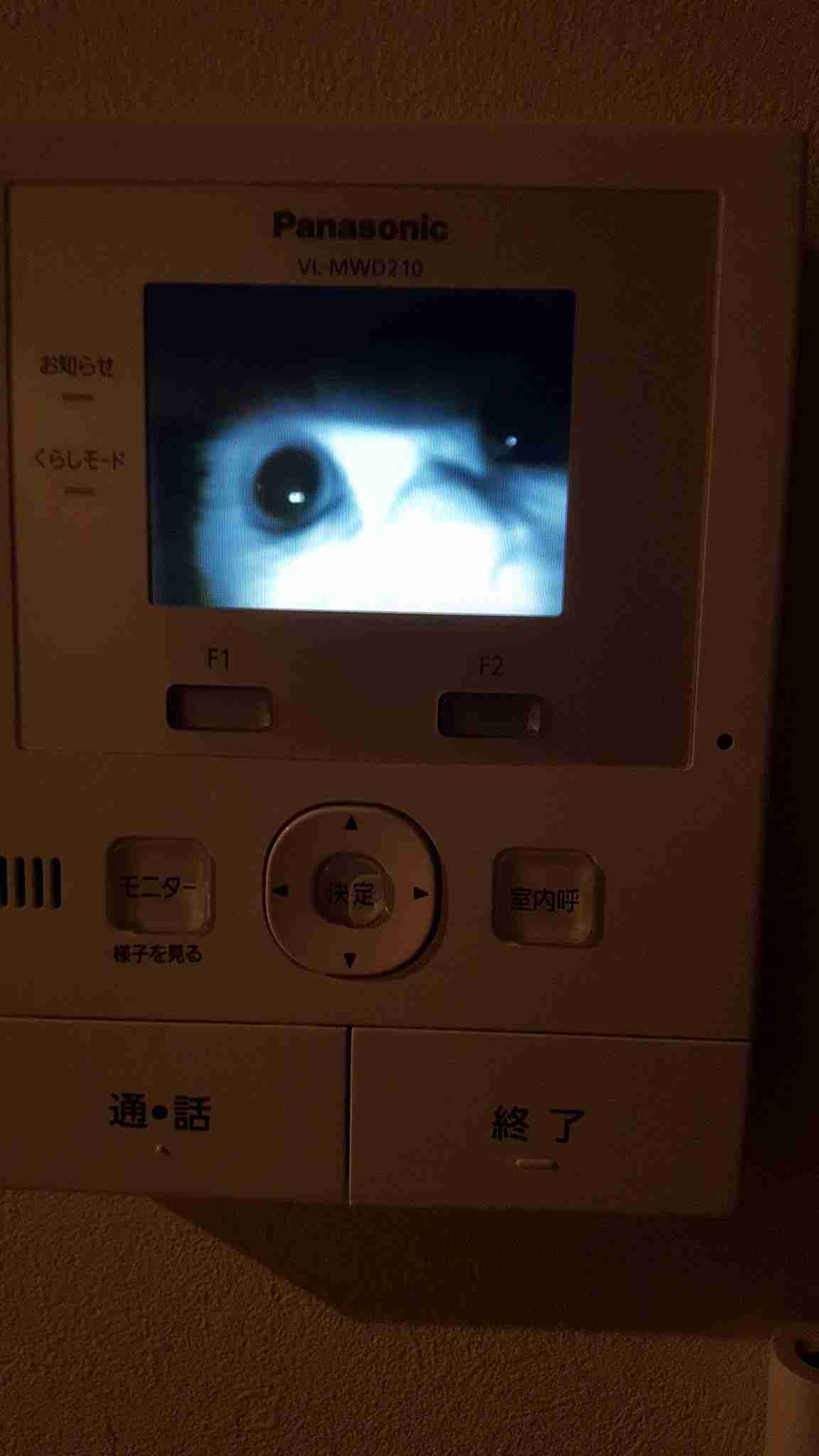 心霊写真風の猫画像ください