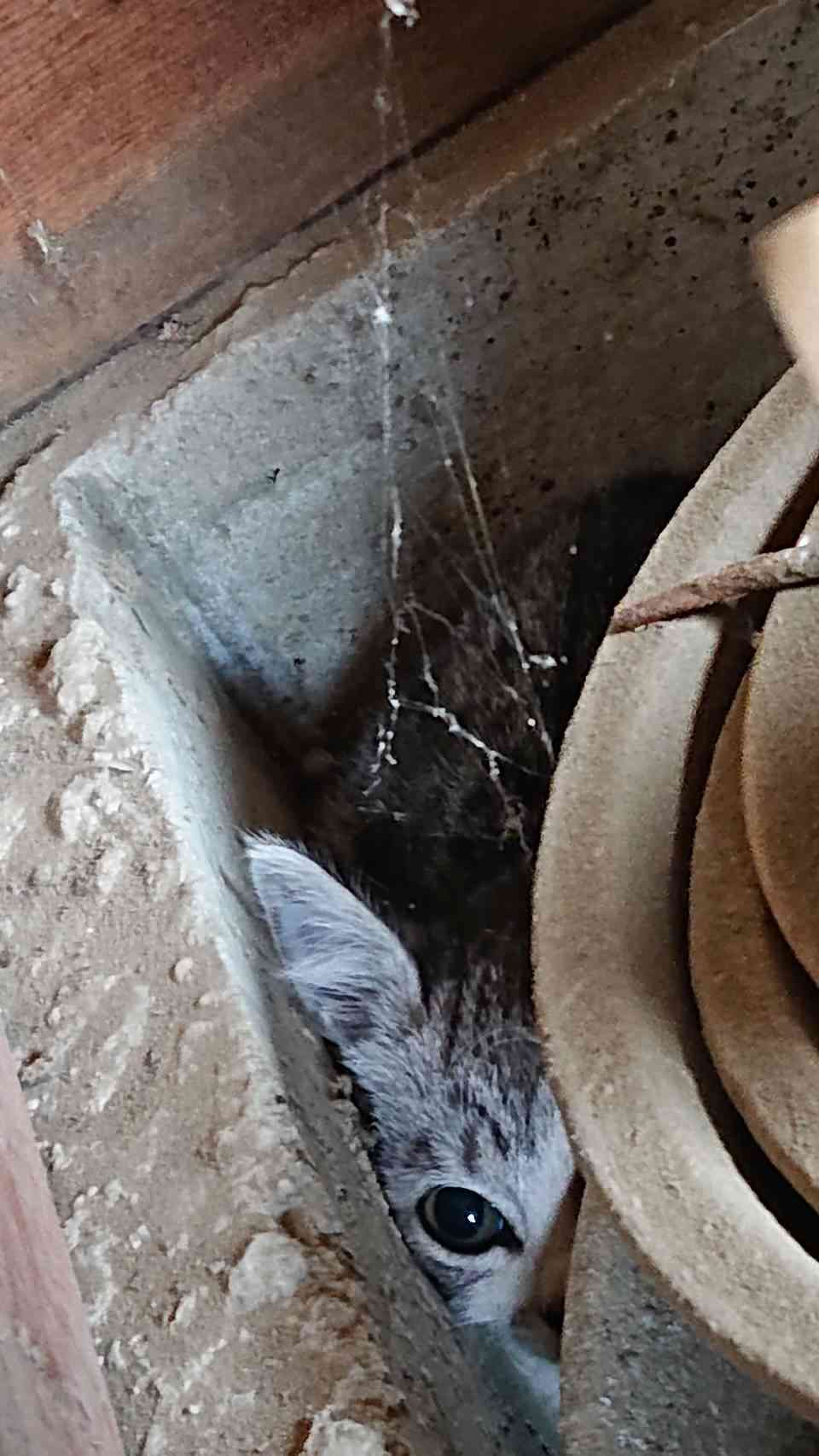 心霊写真風の猫画像ください